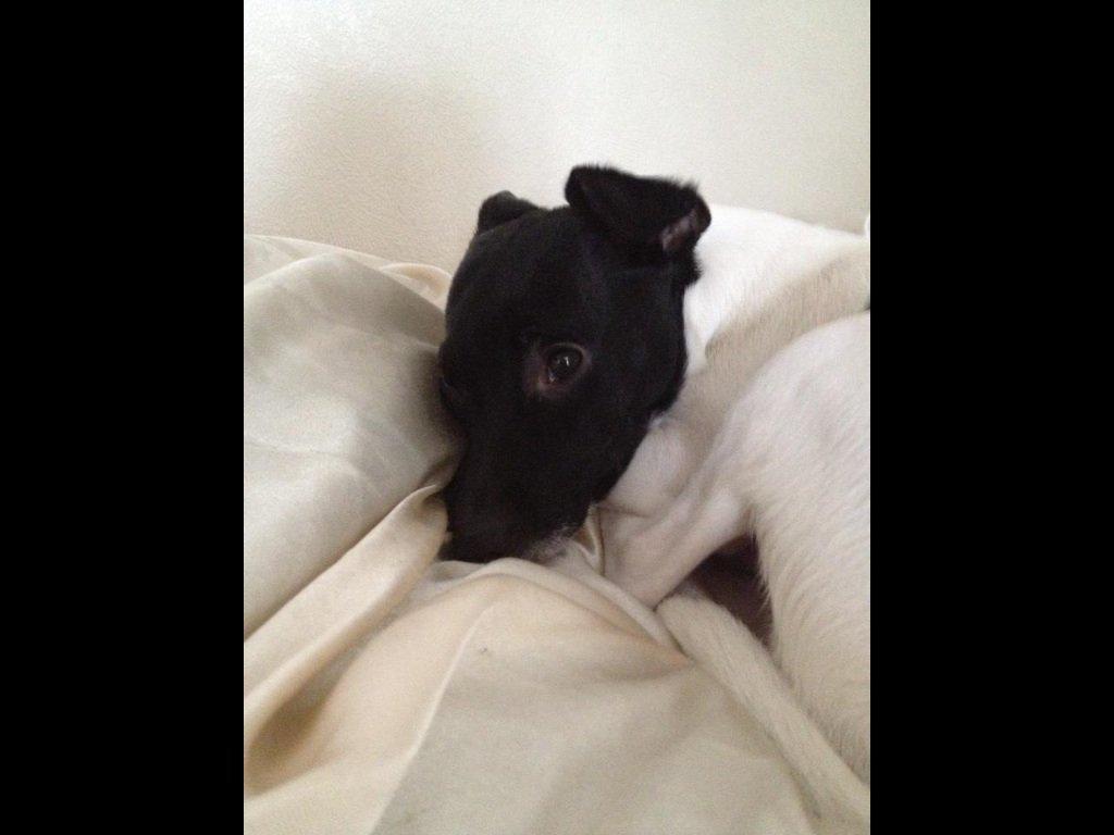 Dansk svensk gaardhund Viola billede 8