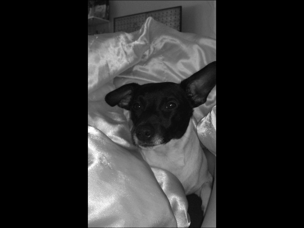 Dansk svensk gaardhund Viola billede 7