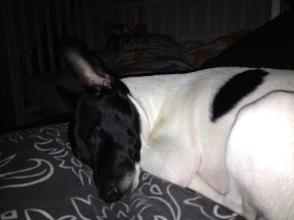 Dansk svensk gaardhund Viola billede 6