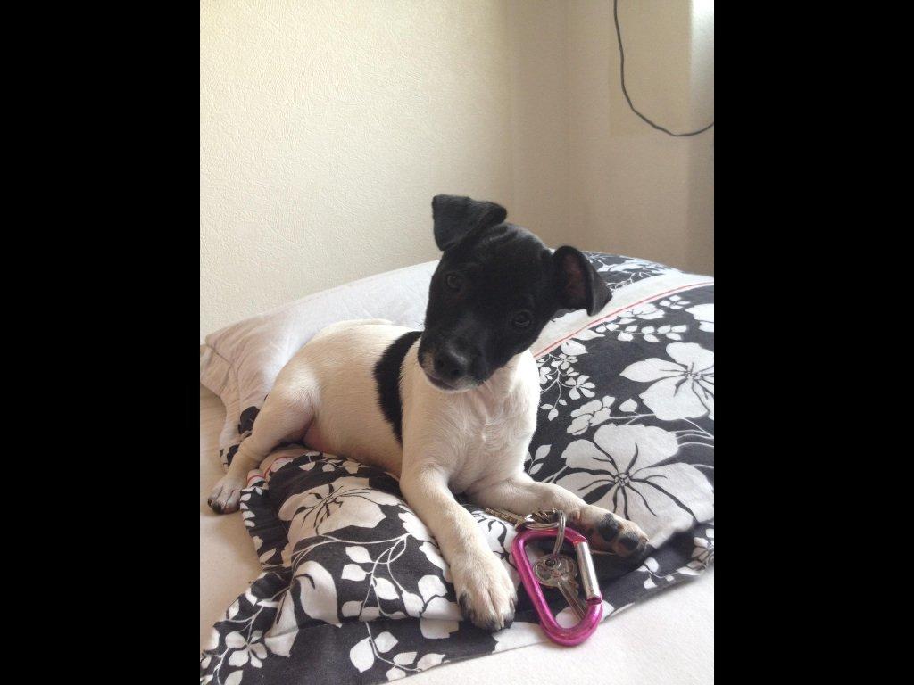 Dansk svensk gaardhund Viola billede 9