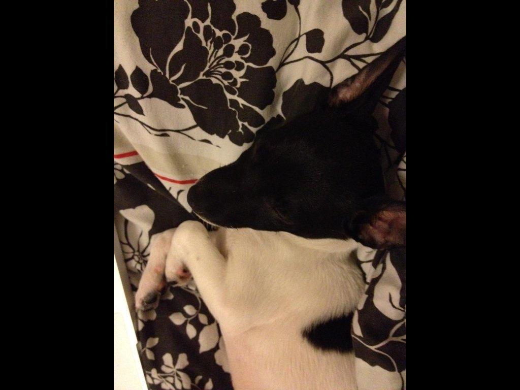 Dansk svensk gaardhund Viola billede 10