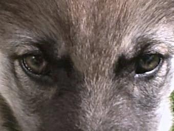 Siberian husky Wolf - Wolf 8 uger. billede 46