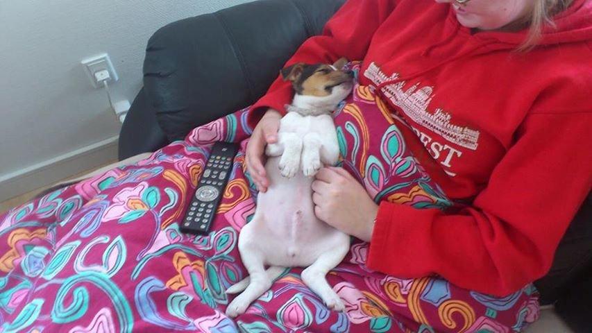 Dansk svensk gaardhund Milo - Uhm det skønt at være hund billede 4