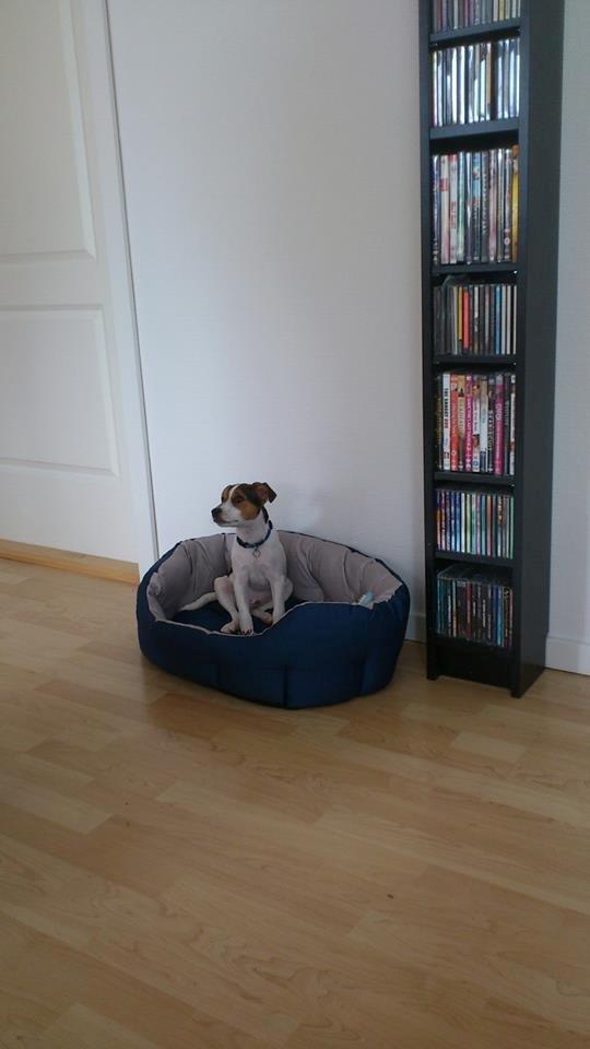 Dansk svensk gaardhund Milo - Min nye seng billede 15