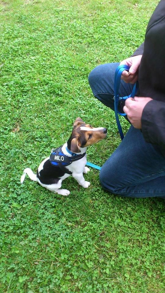 Dansk svensk gaardhund Milo - Jeg er dygtig når jeg er til hundetræning billede 16