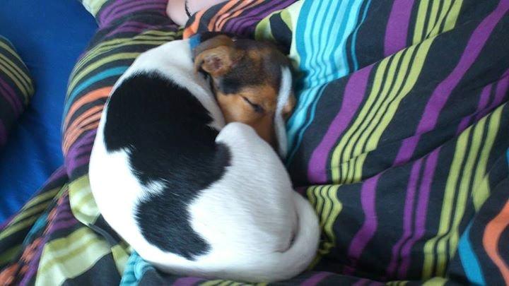 Dansk svensk gaardhund Milo - Putte milo billede 2