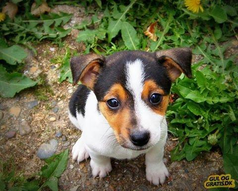 Dansk svensk gaardhund Milo - Mig som lille bitte billede 17