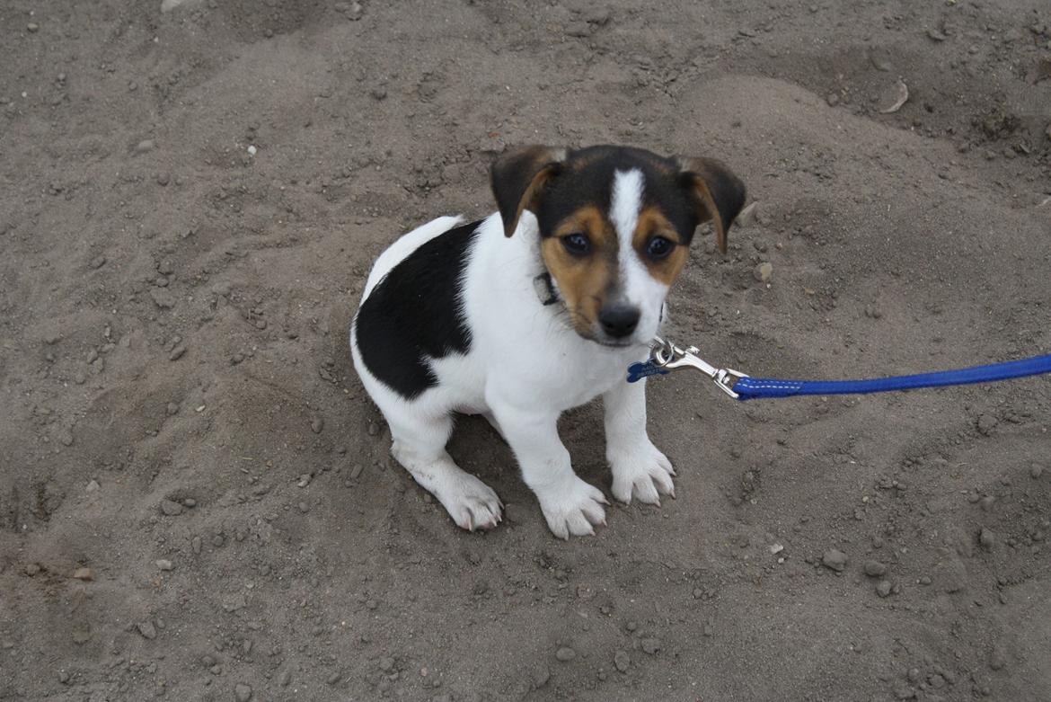 Dansk svensk gaardhund Milo - Jeg kan sidde så fint så fint billede 18