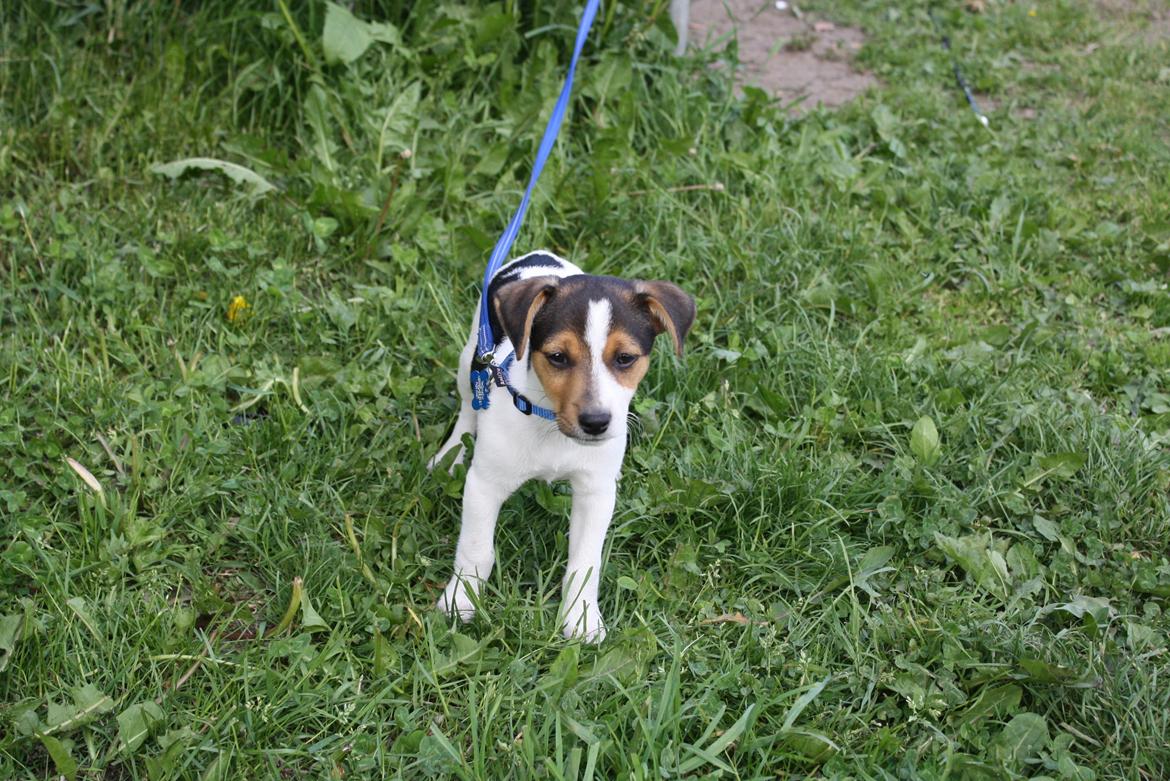 Dansk svensk gaardhund Milo - Milo på tur billede 1