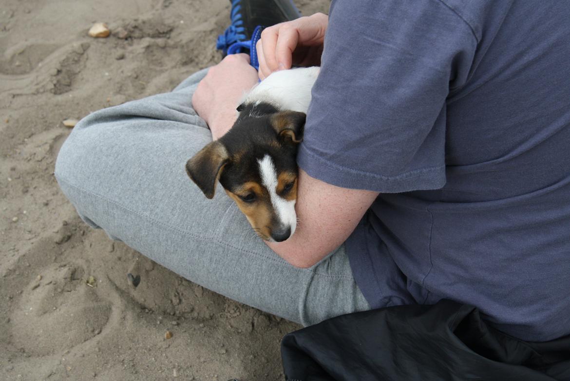 Dansk svensk gaardhund Milo - Jeg sidder hos far mens jeg kigger ud på nogle store heste der løber rundt billede 19