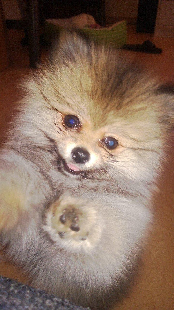 Pomeranian Topsy´s Carla billede 15