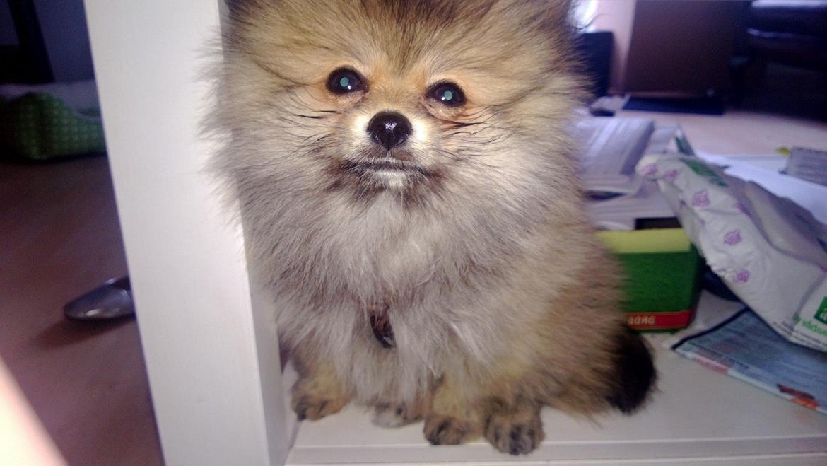Pomeranian Topsy´s Carla billede 14