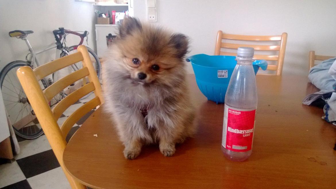 Pomeranian Topsy´s Carla billede 13