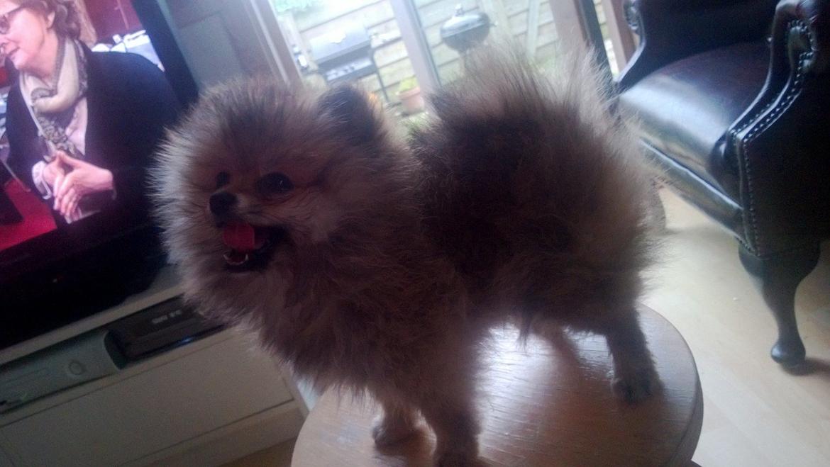 Pomeranian Topsy´s Carla billede 12