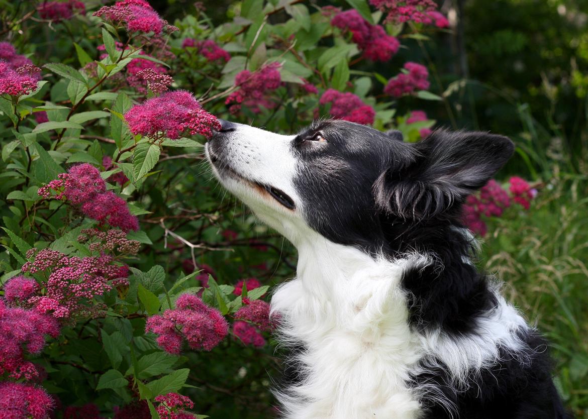 Border collie Daisy - 13 år billede 1
