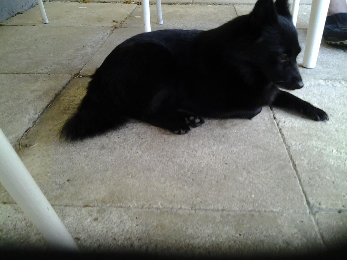 Schipperke Trille billede 2