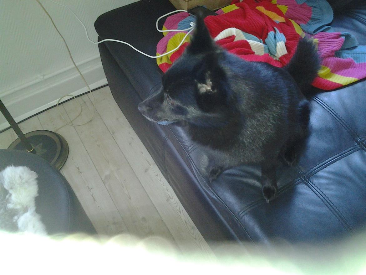 Schipperke Trille billede 3