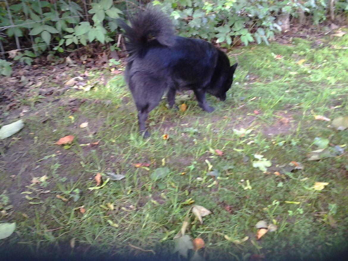 Schipperke Trille billede 4