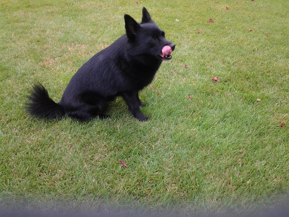 Schipperke Trille billede 5
