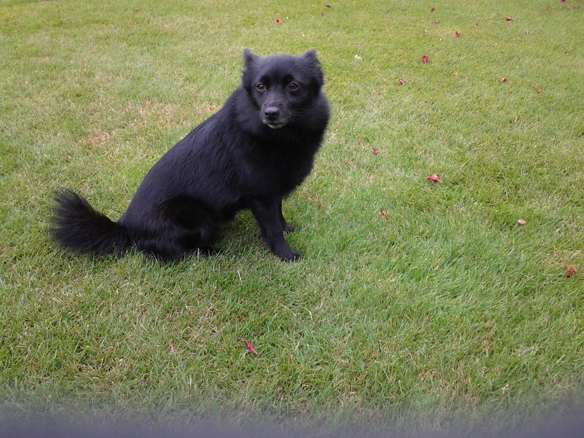 Schipperke Trille billede 1
