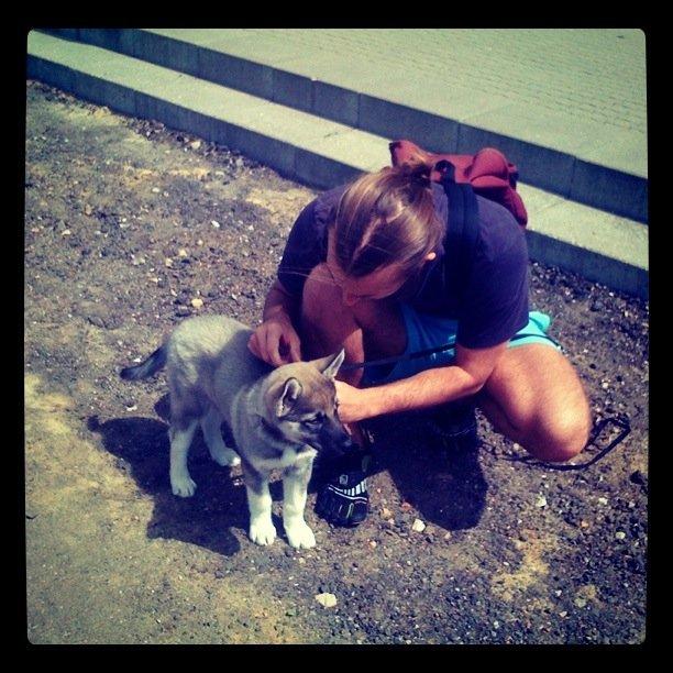 Siberian husky Wolf - 9 uger gammel med manden min  billede 43