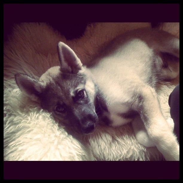 Siberian husky Wolf - 9 uger billede 41