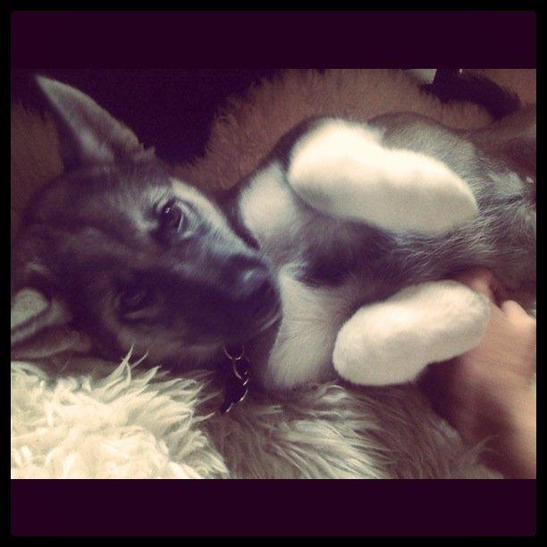 Siberian husky Wolf - 9 uger billede 42