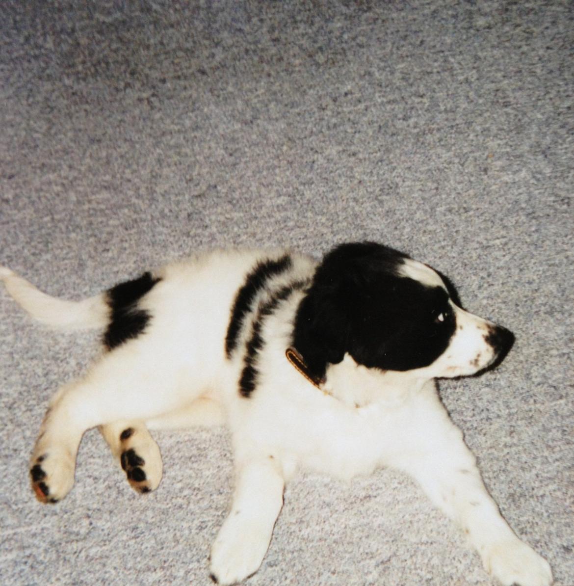 Border collie Lucky - Da Lucky var Hvalp
 billede 1