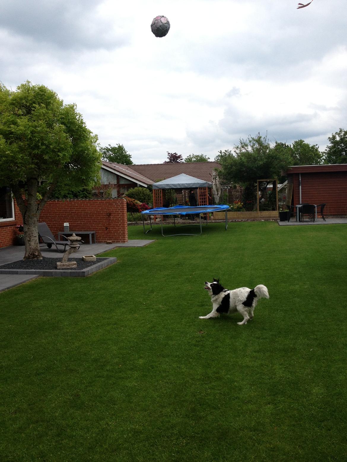 Border collie Lucky - Lucky, som leger med hendes bold. :D billede 2