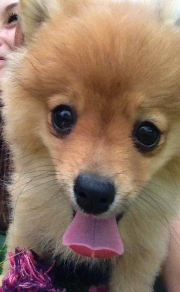 Pomeranian Baby billede 2