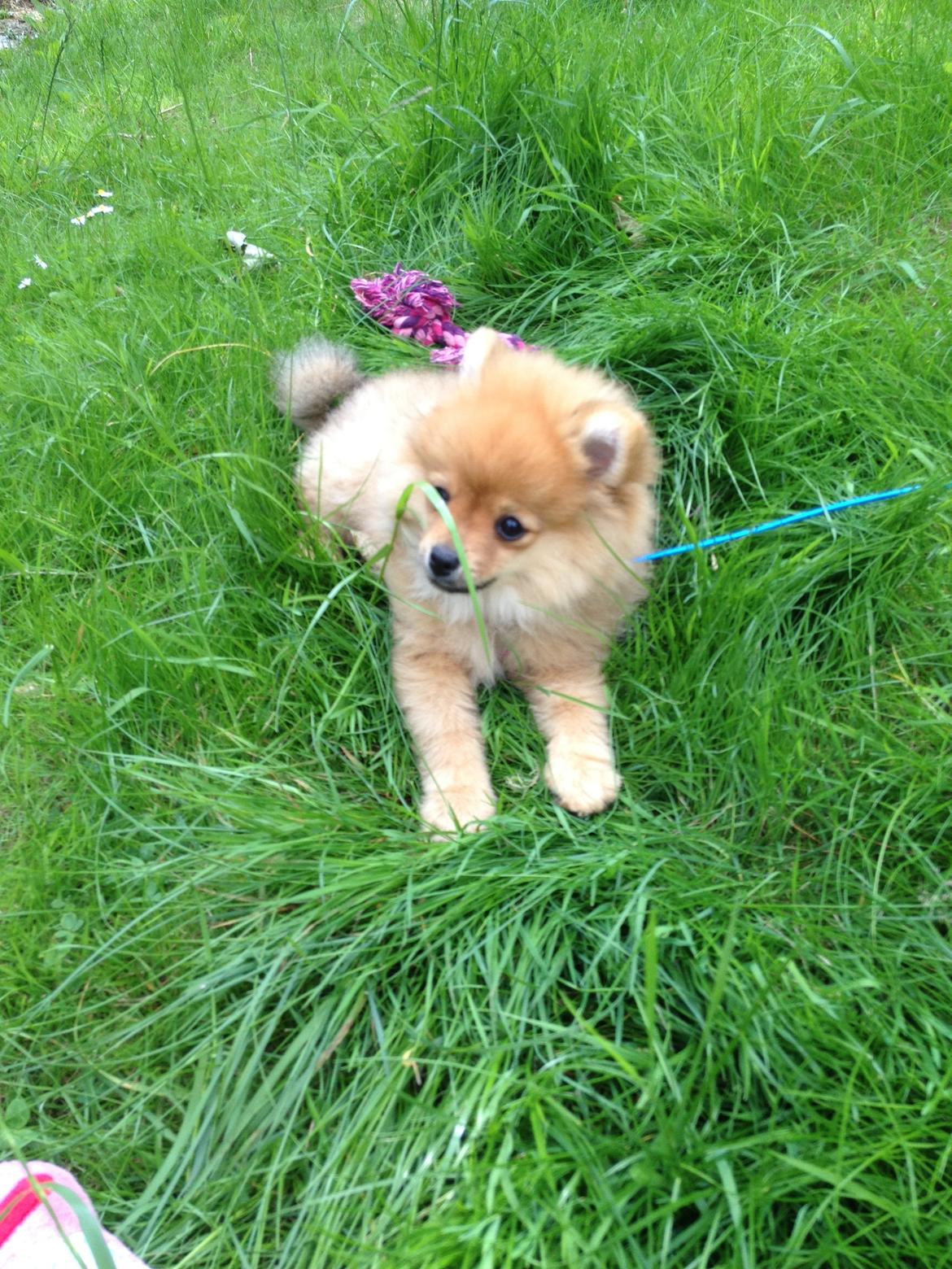 Pomeranian Baby billede 3