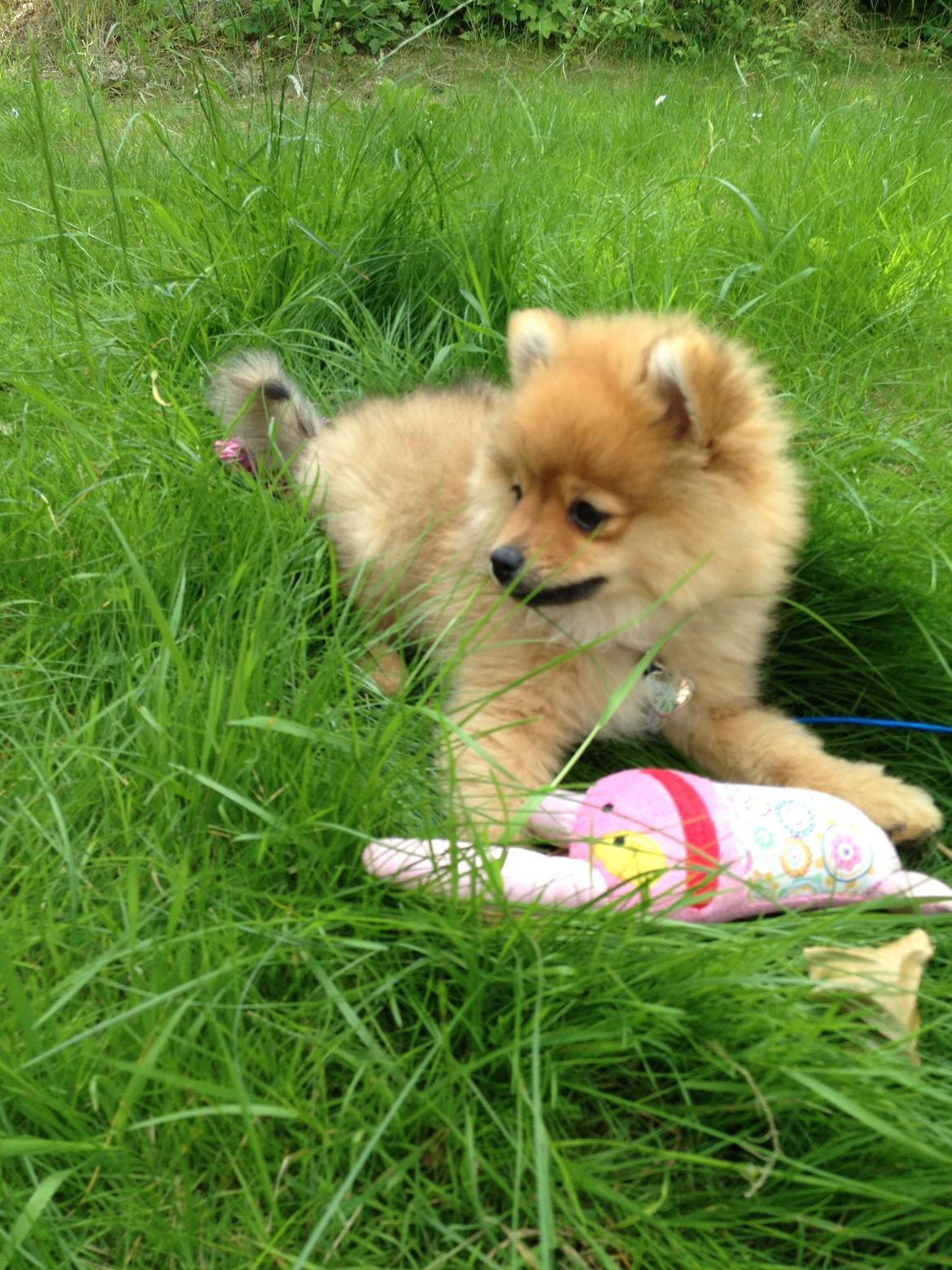 Pomeranian Baby billede 4