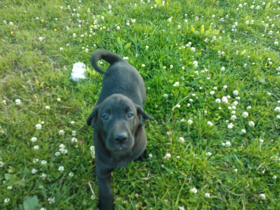 Labrador retriever sasja - hva er det du har der billede 5