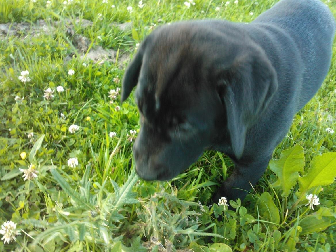 Labrador retriever sasja - av av min lille næse billede 9