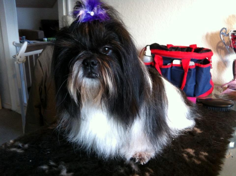 Shih tzu Flindt´s Born To Beauty (Bumle) - Juli 2013 billede 16