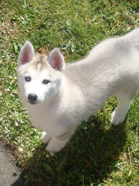 Siberian husky Shelby billede 1