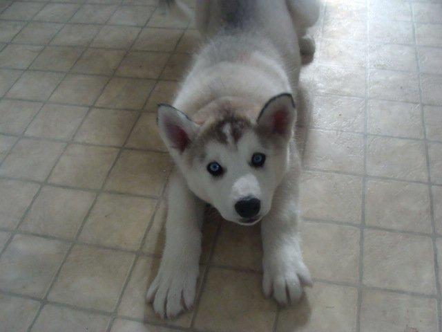 Siberian husky Shelby billede 3