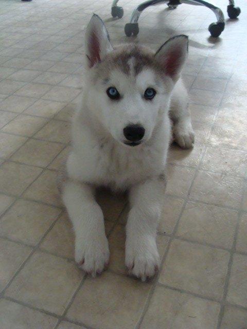 Siberian husky Shelby billede 4