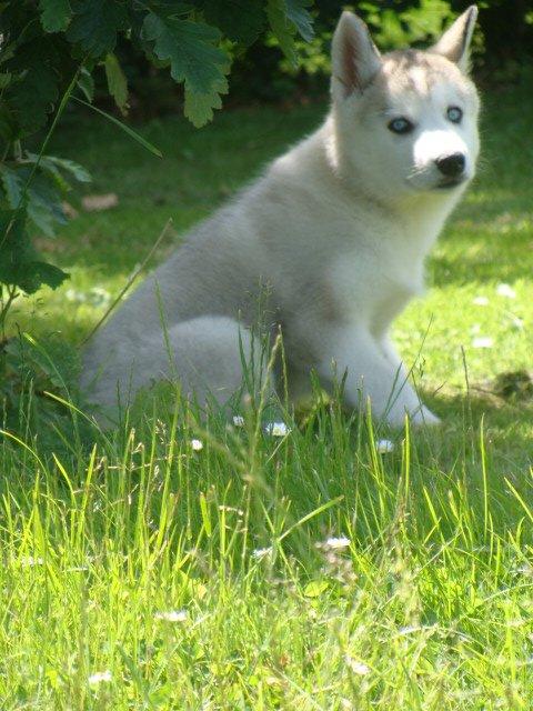 Siberian husky Shelby billede 2