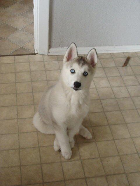 Siberian husky Shelby billede 5