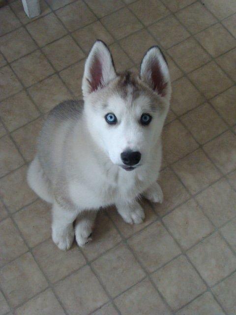 Siberian husky Shelby billede 6