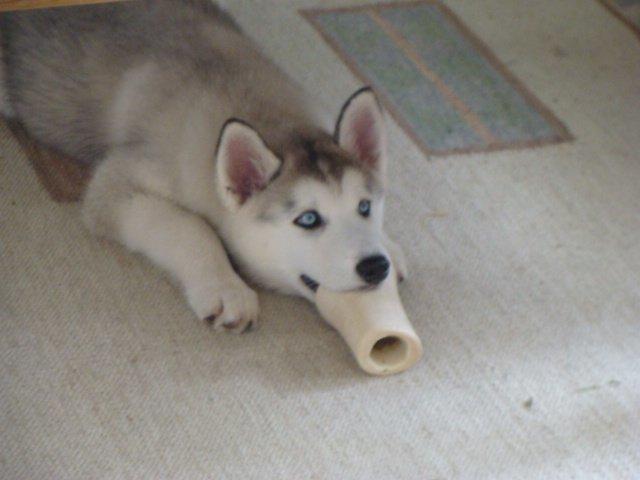 Siberian husky Shelby - Når vi ser film sammen. Vi har vores slik, men hun har sit ben :) billede 10