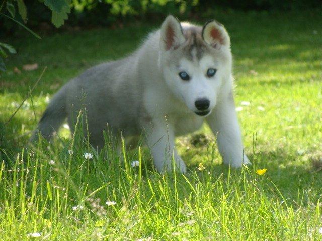 Siberian husky Shelby billede 12