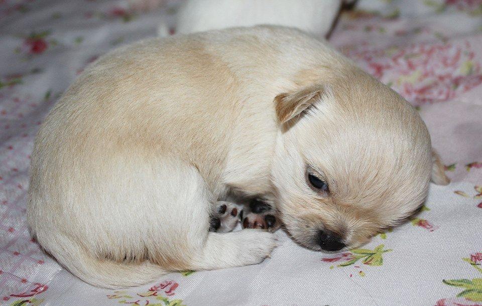 Chihuahua Ravns Miss Money-Penny - Billed taget af opdrætter billede 2