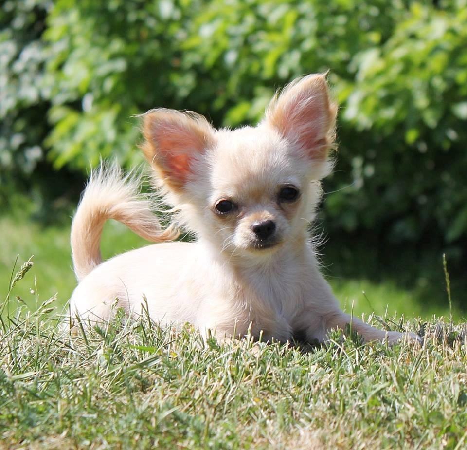 Chihuahua Ravns Miss Money-Penny - Billed taget af opdrætter billede 3