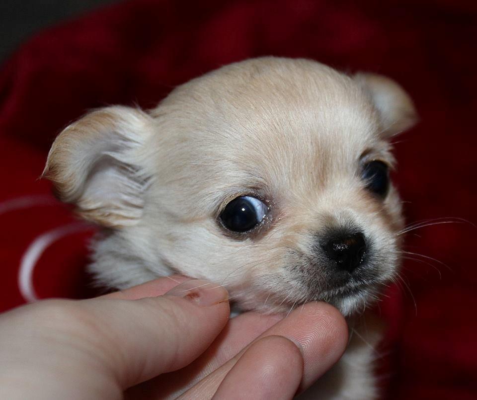 Chihuahua Ravns Miss Money-Penny - Billed taget af opdrætter billede 4