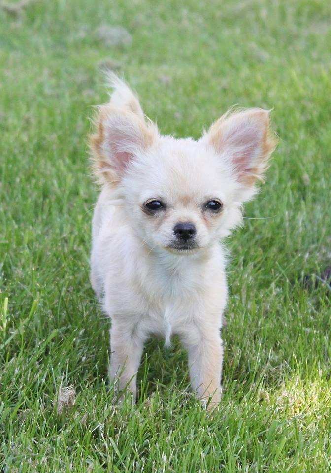 Chihuahua Ravns Miss Money-Penny - Billed taget af opdrætter billede 5