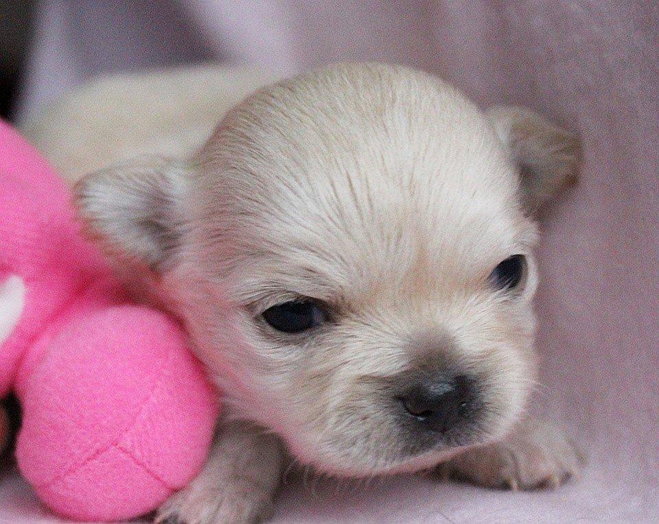 Chihuahua Ravns Miss Money-Penny - Billed taget af opdrætter billede 6