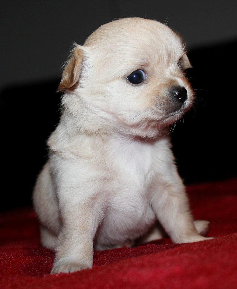 Chihuahua Ravns Miss Money-Penny - Billed taget af opdrætter billede 7