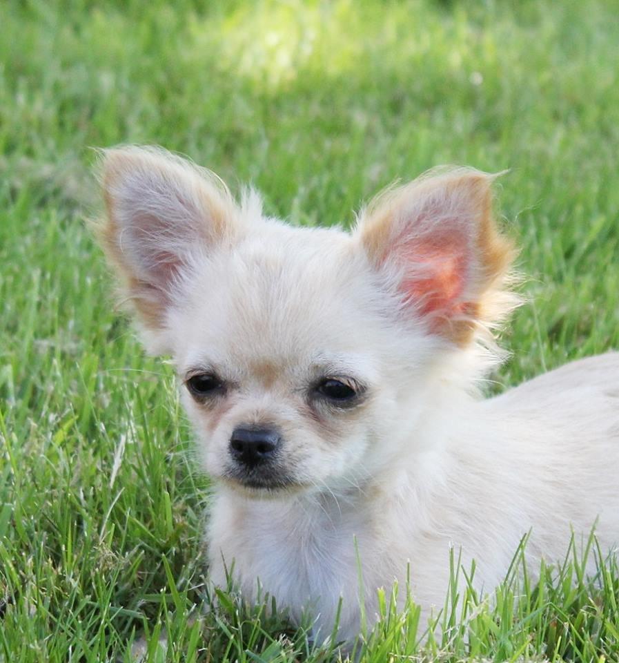 Chihuahua Ravns Miss Money-Penny - Billed taget af opdrætter billede 8